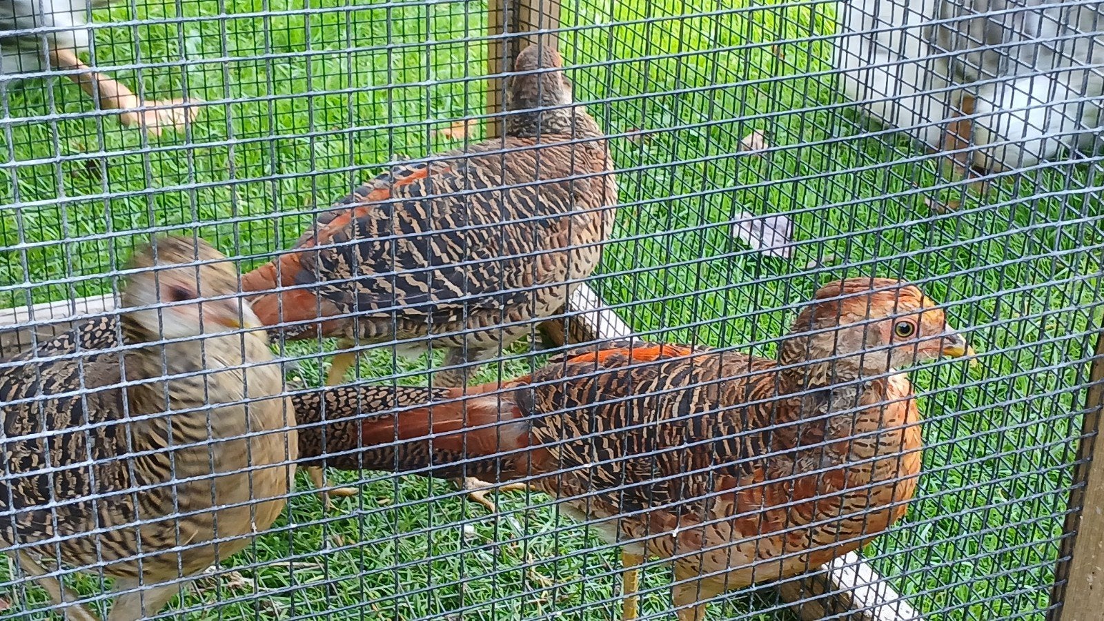 te koop goud fazanten per stel, Meerdere dieren, Eend