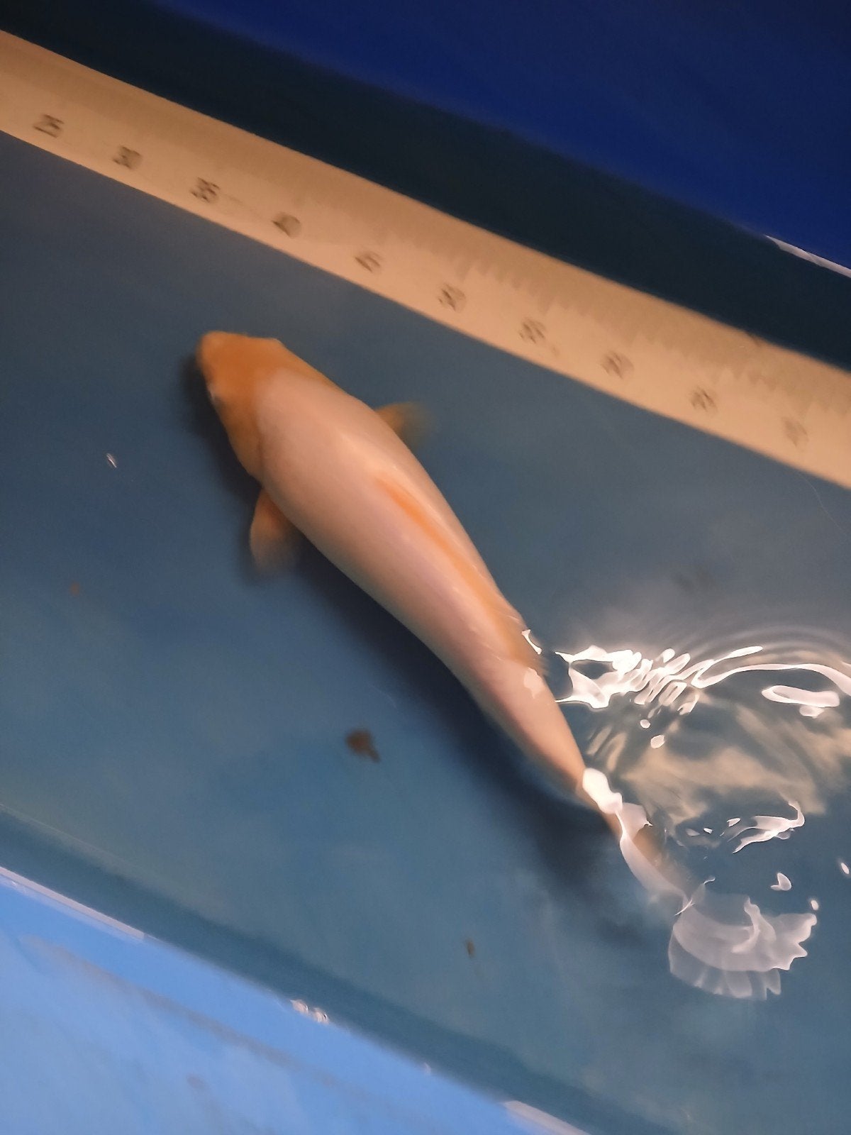 Koi karper, Dieren en Toebehoren, Vissen | Vijvervissen, Karper of Koi