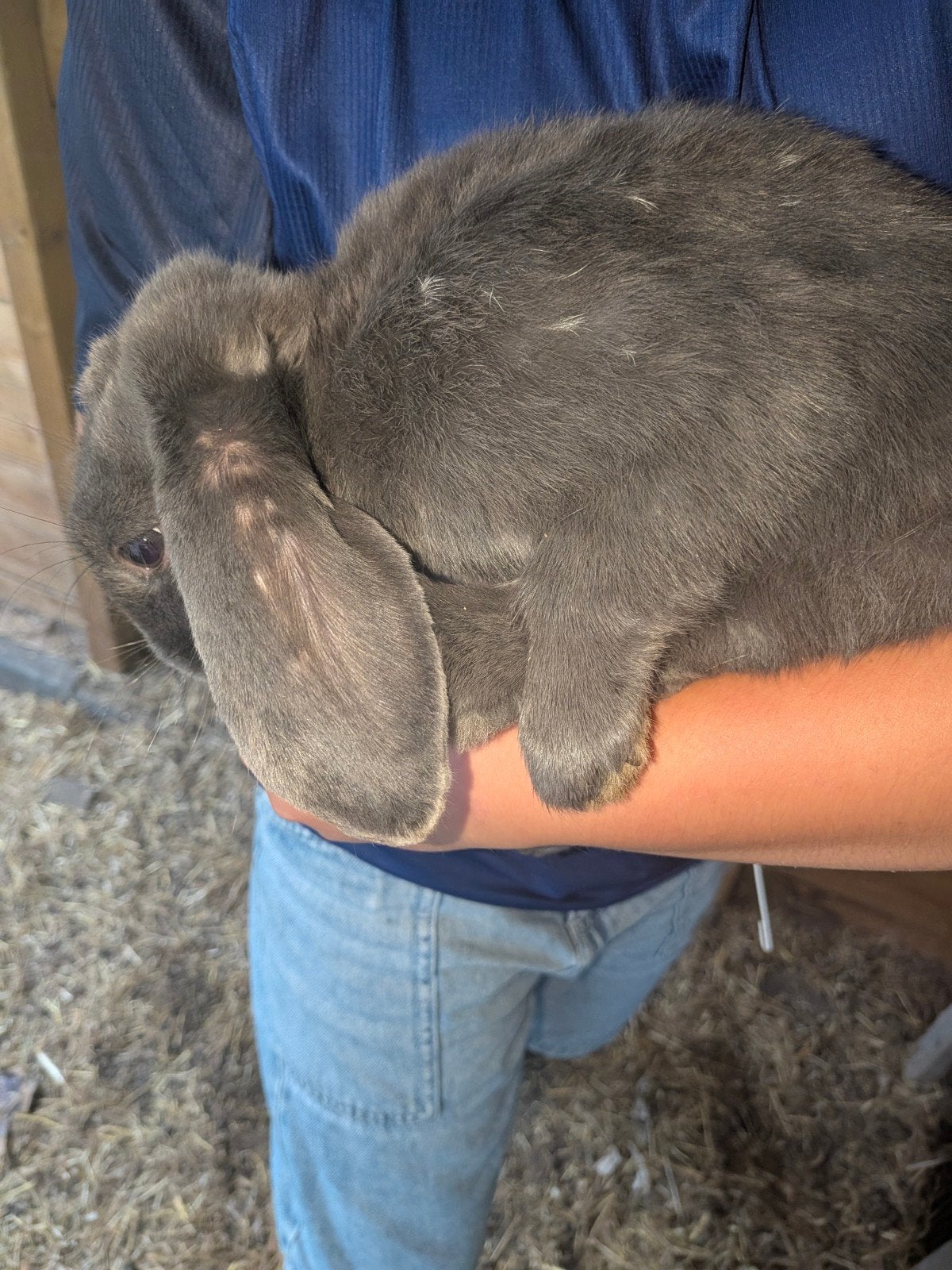 Lief en tam mannetjeskonijn (ram) te koop – half jaar oud, Mannelijk