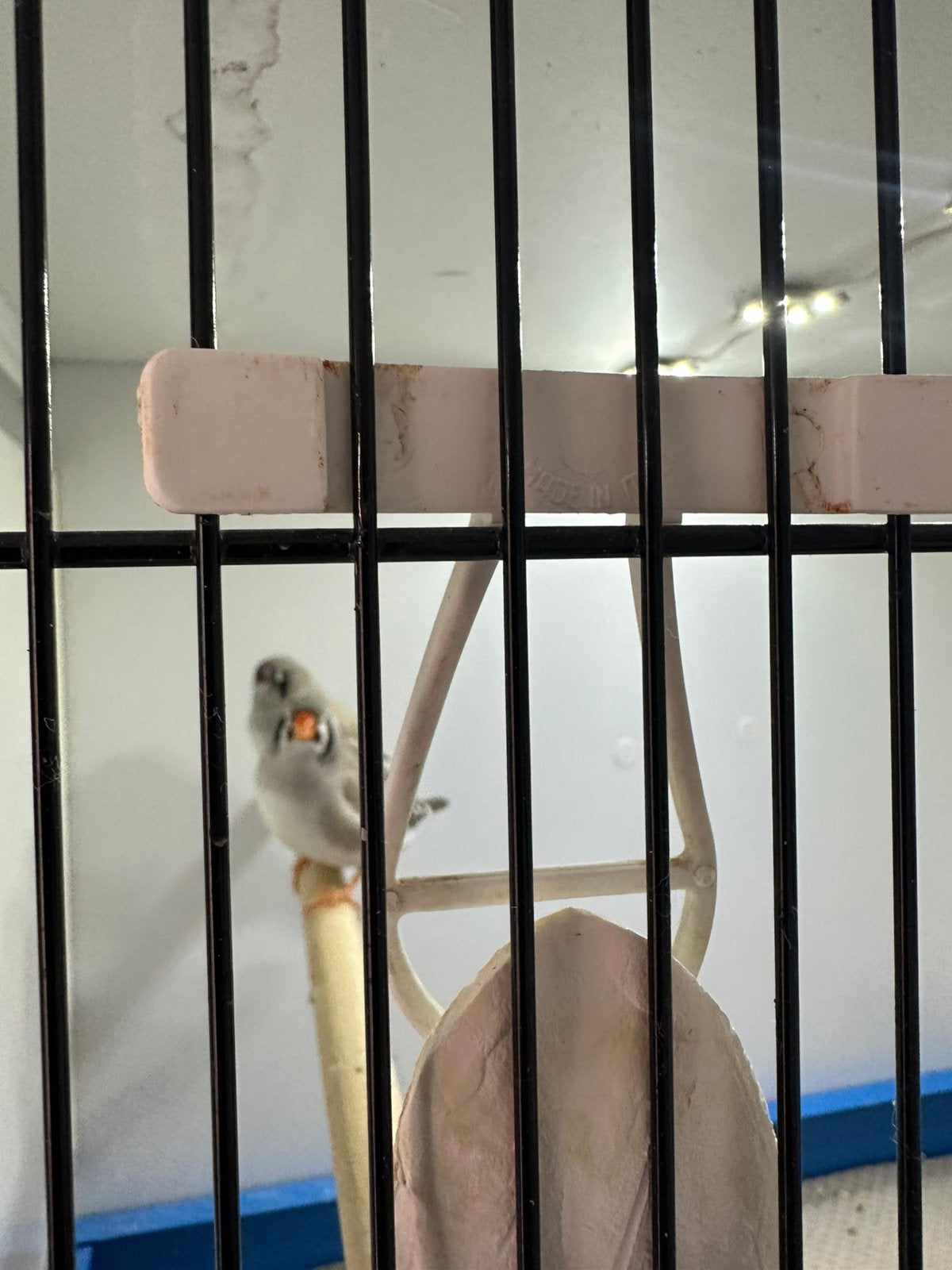 Zebravinken, Meerdere dieren, Tropenvogel