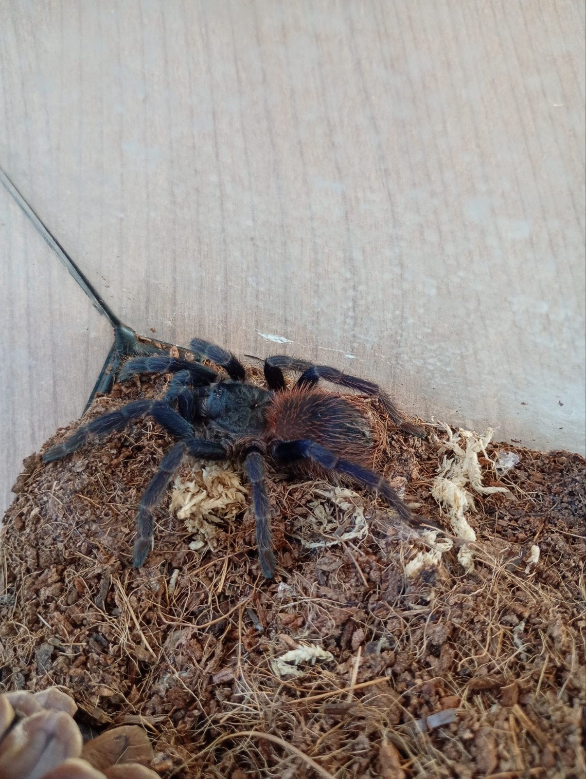 pterinopelma sazimai spin, Spin of Schorpioen