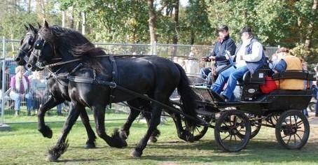 menwagen/recreatiewagen easy step, Dieren en Toebehoren, Ophalen, Gebruikt, Overige soorten