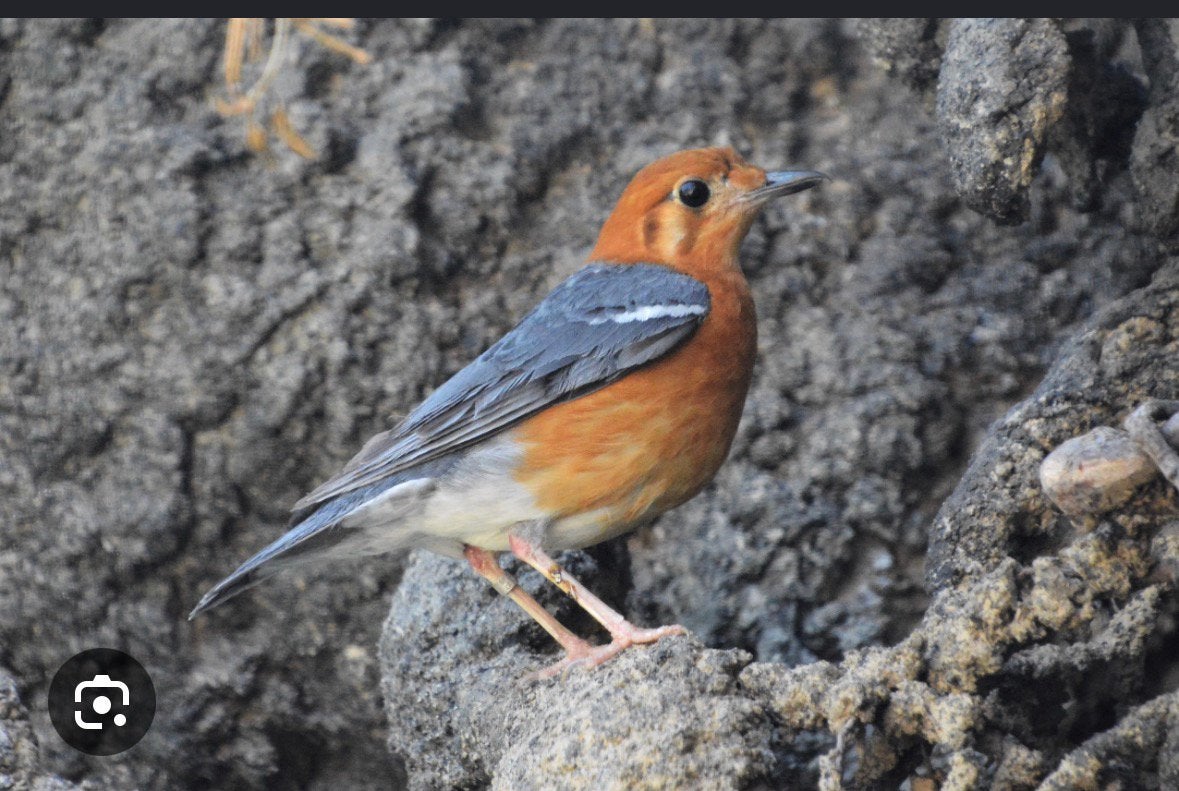 Damalijster, Dieren en Toebehoren, Vogels | Overige Vogels, Meerdere dieren, Geringd