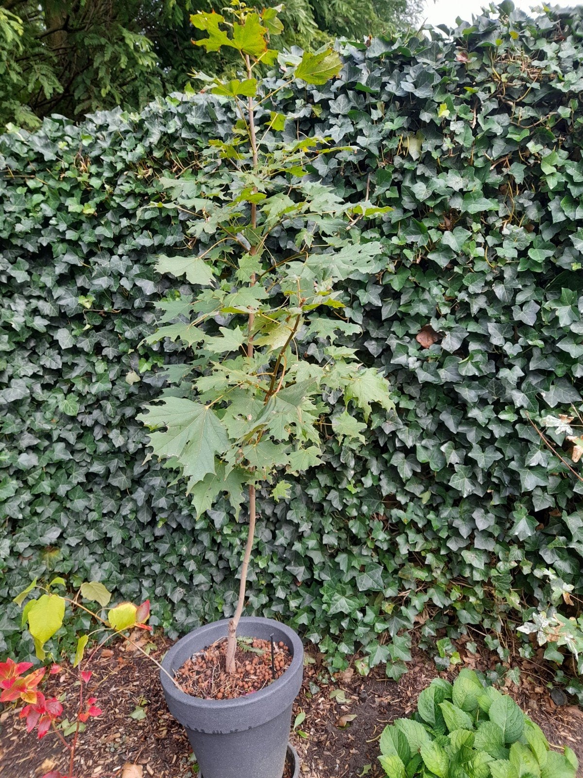 esdoorn 160cm boom in pot., Tuin en Terras, Bloeit niet, Overige soorten, Minder dan 100 cm, Ophalen