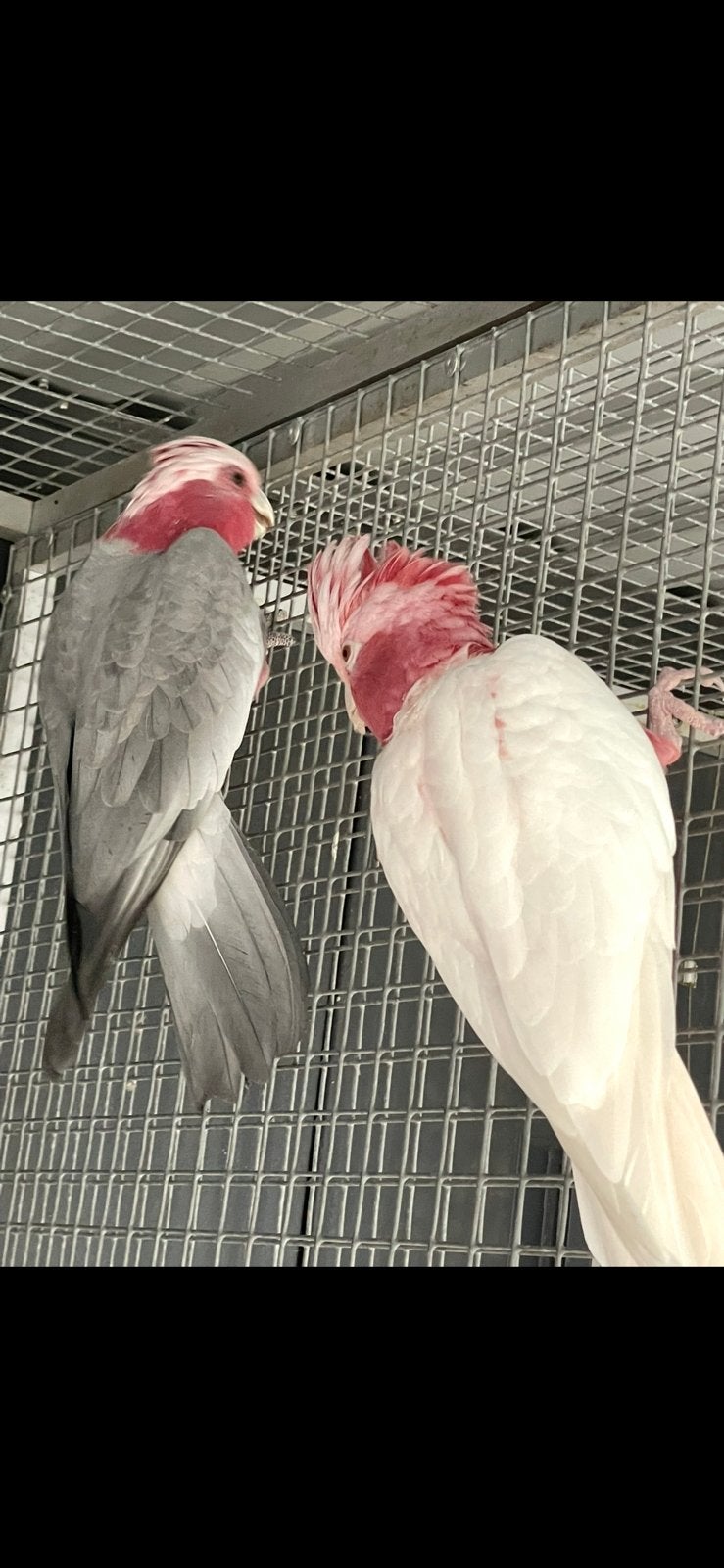 Rose kakatoes, Meerdere dieren, Papegaai, Geringd