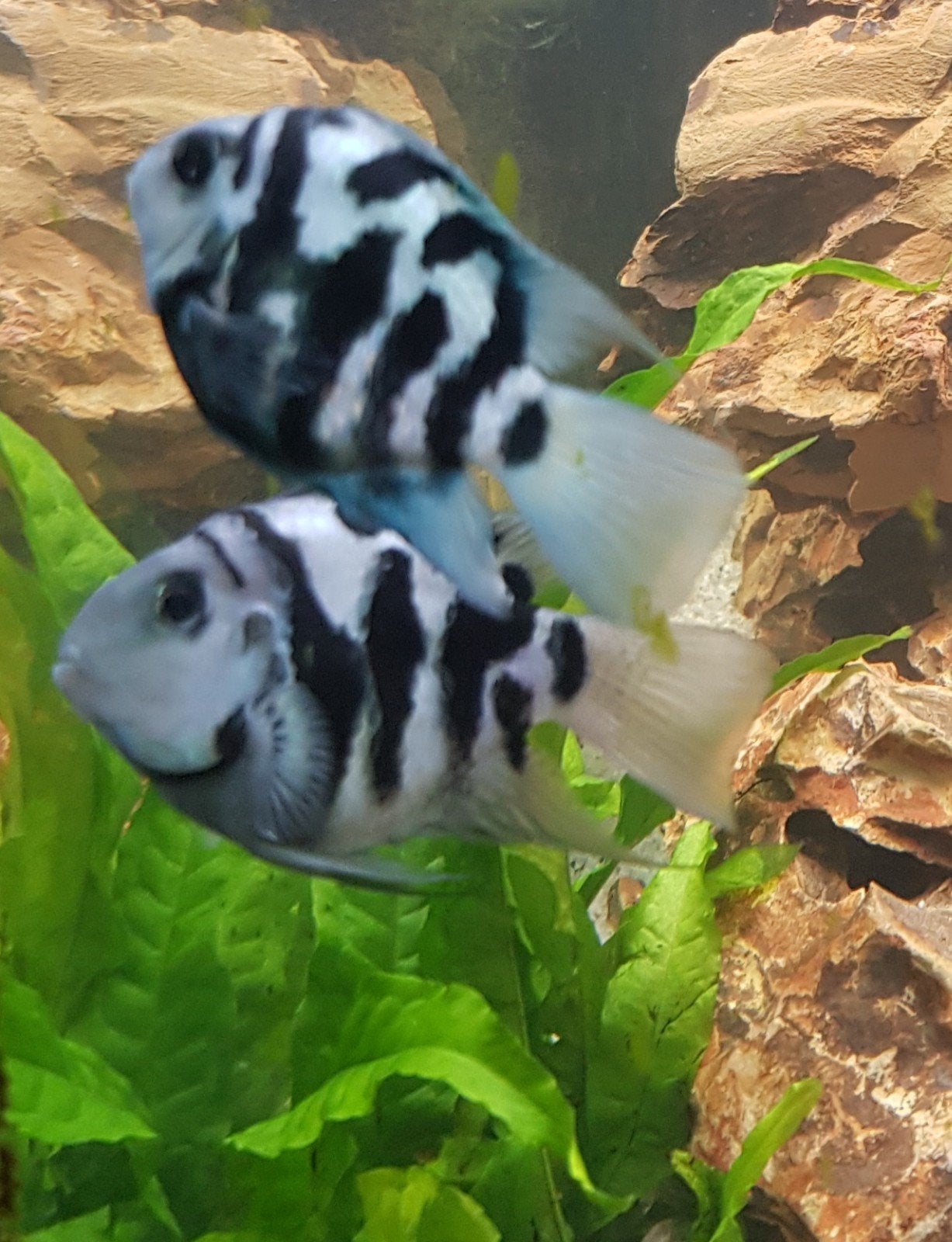 Mooie Blue Tiger Papegaai vissen., Vis, Zoetwatervis
