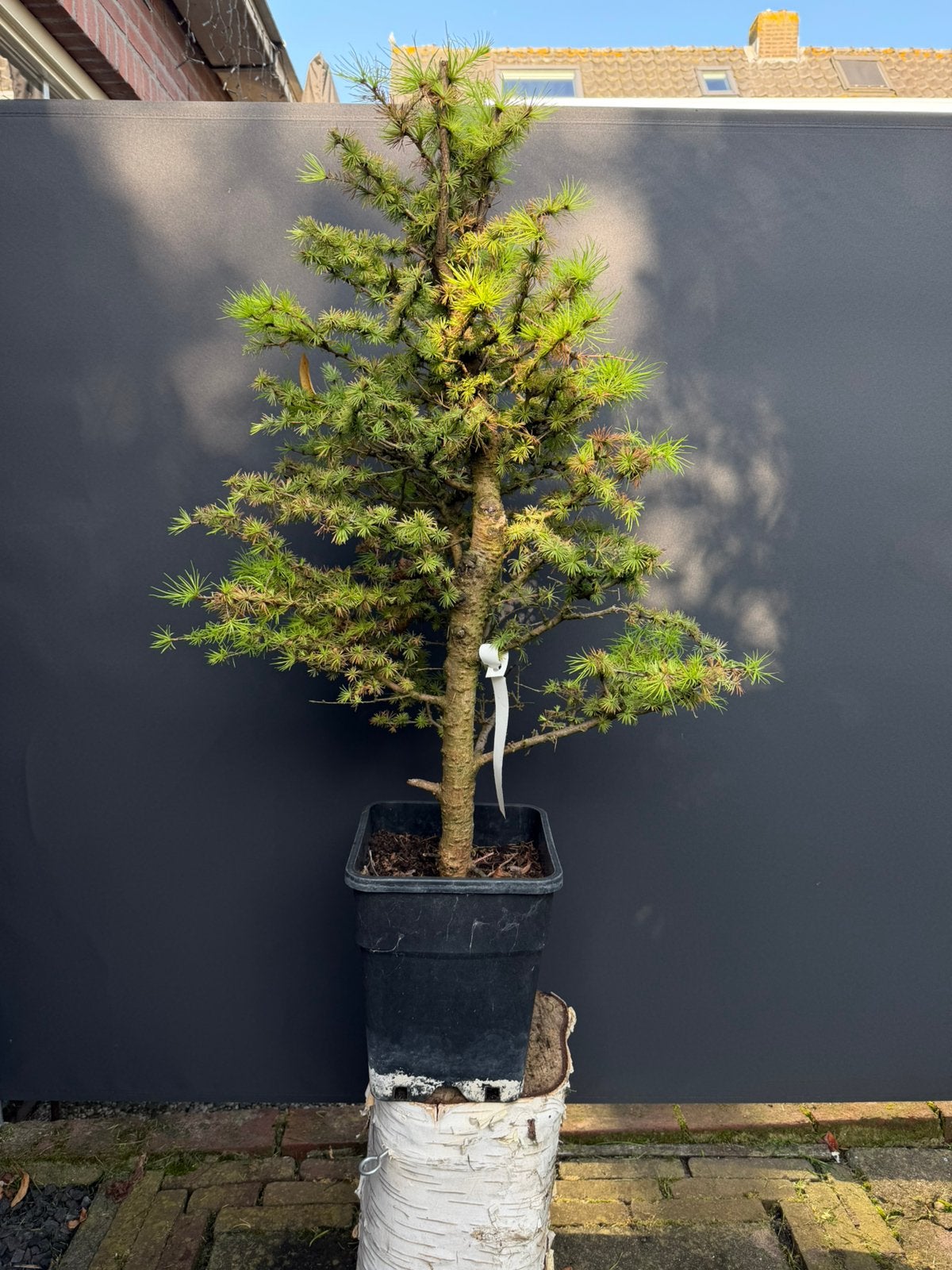 Bonsai larixs, Ophalen, Bloeit niet, Halfschaduw, Overige soorten