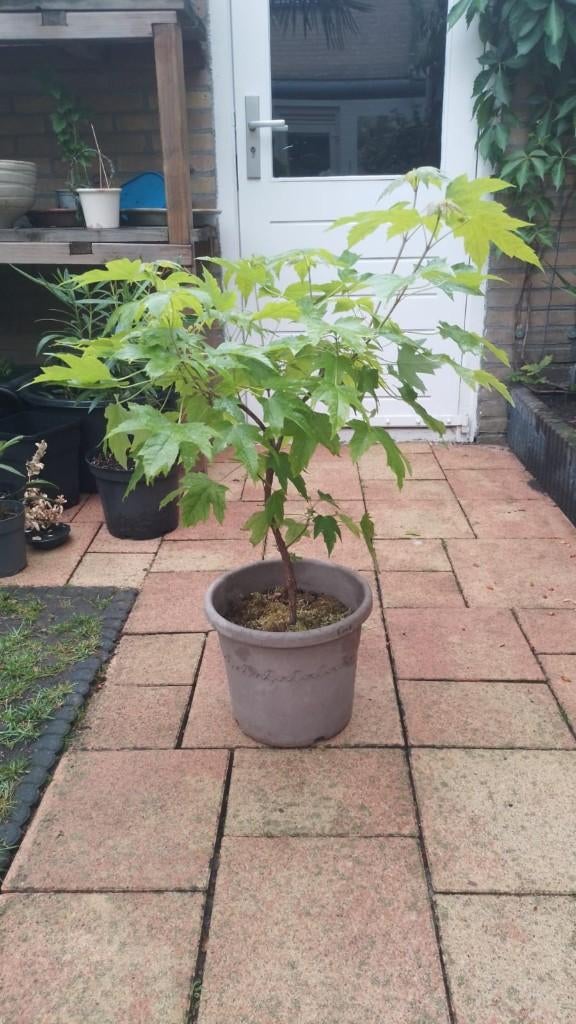 Acer Bonsai, Bloeit niet, Halfschaduw, Overige soorten, Minder dan 100 cm