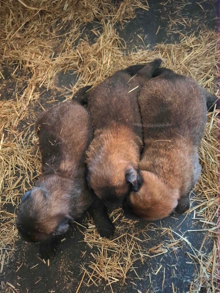 Mechelse herder pups met NVBK stamboom !!!., Dieren en Toebehoren, Parvo, België, Fokker | Hobbymatig, 8 tot 15 weken