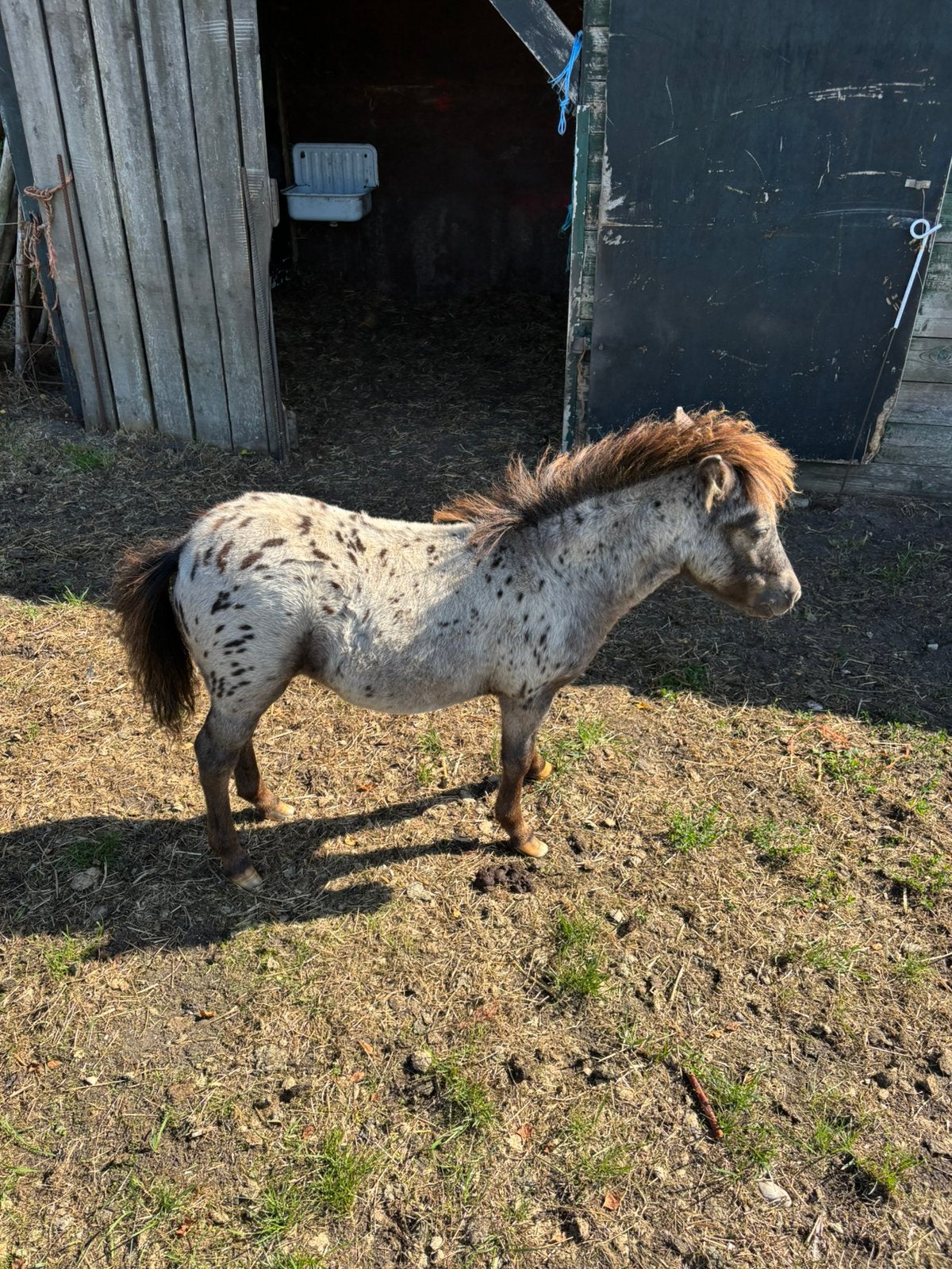 Applosa veulens 3 hengstjes 6 merries, Dieren en Toebehoren, Merrie, A pony (tot 1.17m), 0 tot 2 jaar