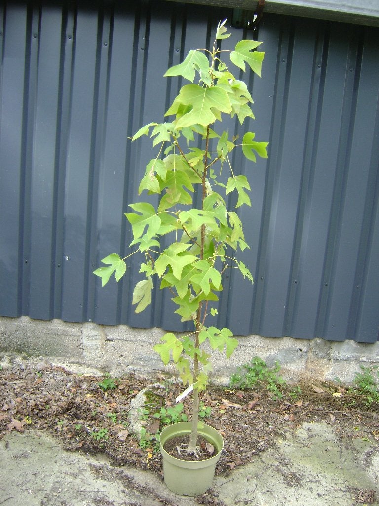 Liriodendron chinensis, Tuin en Terras, Overige soorten, Lente, Ophalen, Volle zon