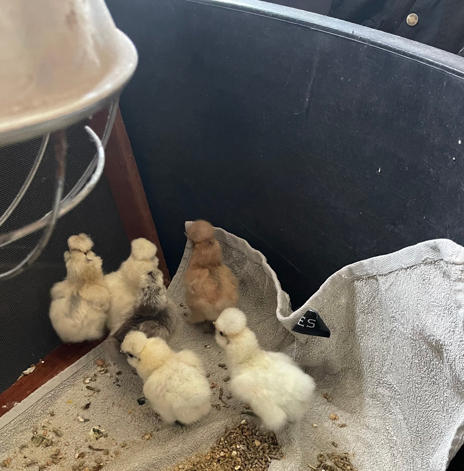 Zijdehoen kuikens groot gebaard (USA), Dieren en Toebehoren, Pluimvee, Geslacht onbekend, Kip