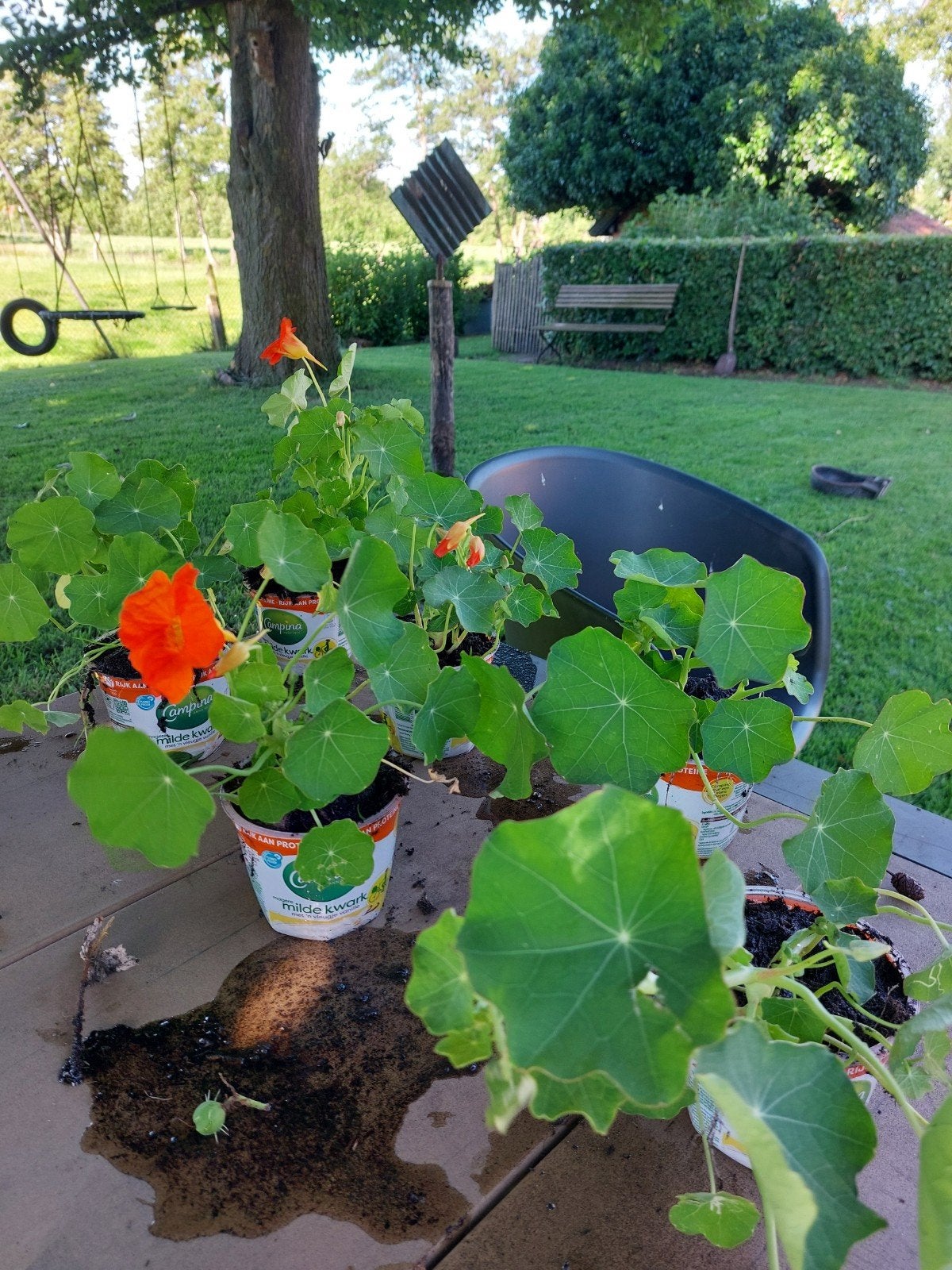 Stekjes Oost-Indische Kers: Eetbare bloem - moestuin, kas, Ophalen, Volle zon, Eenjarig, Kruiden