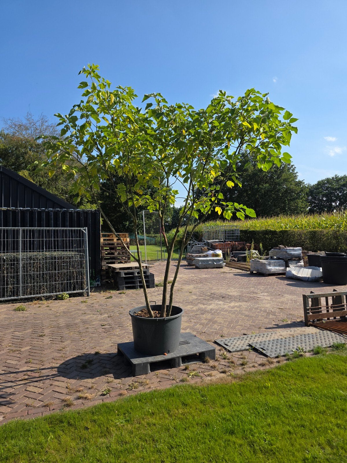 meerstammige brousenetia papier moerbei, Tuin en Terras, Ophalen of Verzenden, Volle zon, Overige soorten