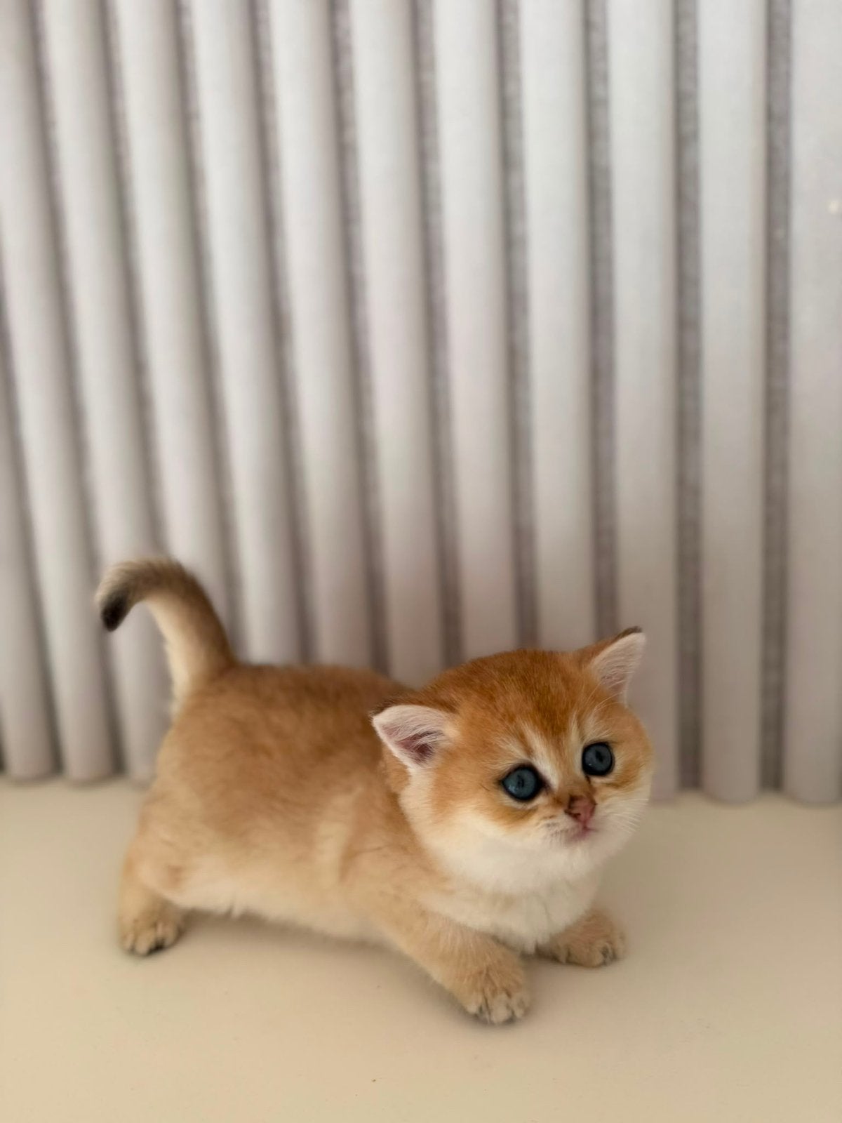Britse Kittens, Meerdere dieren, Ontwormd