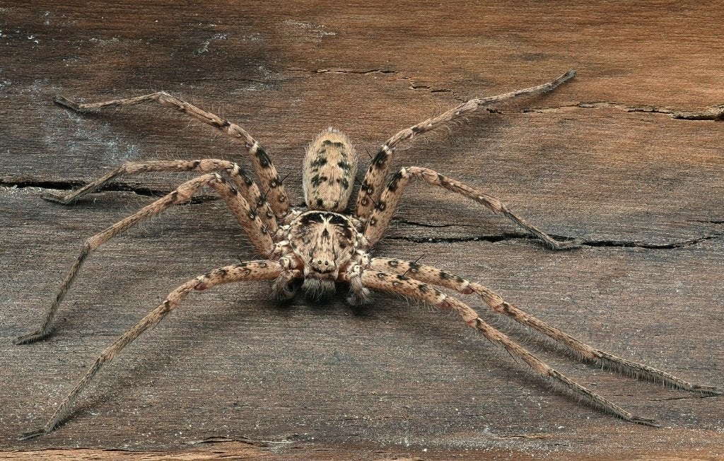 vogelspinnen gezocht grote spin voor basisschool insecten, Spin of Schorpioen