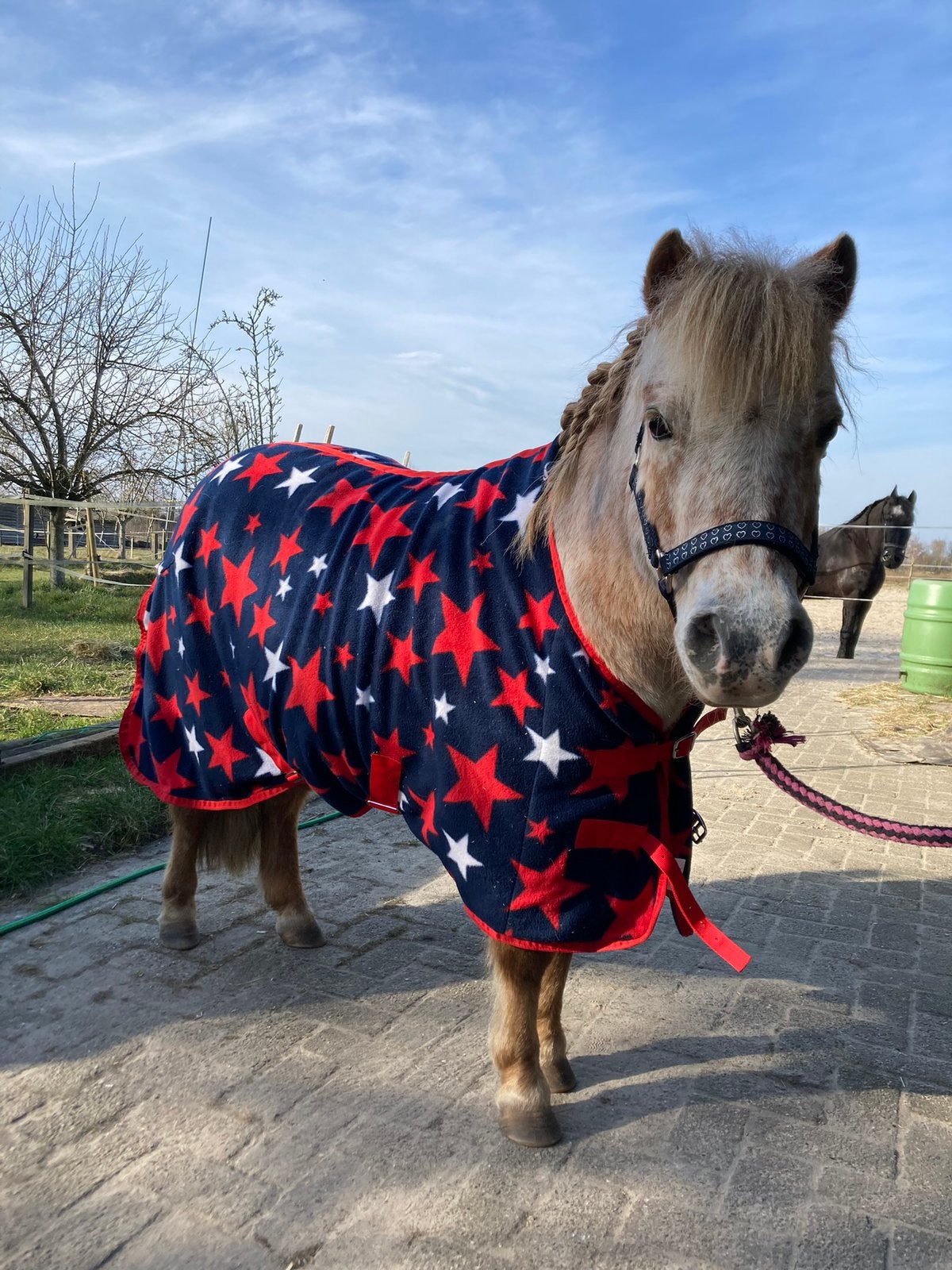 Lieve appaloosa shetlandmerrie, Dieren en Toebehoren, Merrie, A pony (tot 1.17m), Met stamboom, 11 jaar of ouder