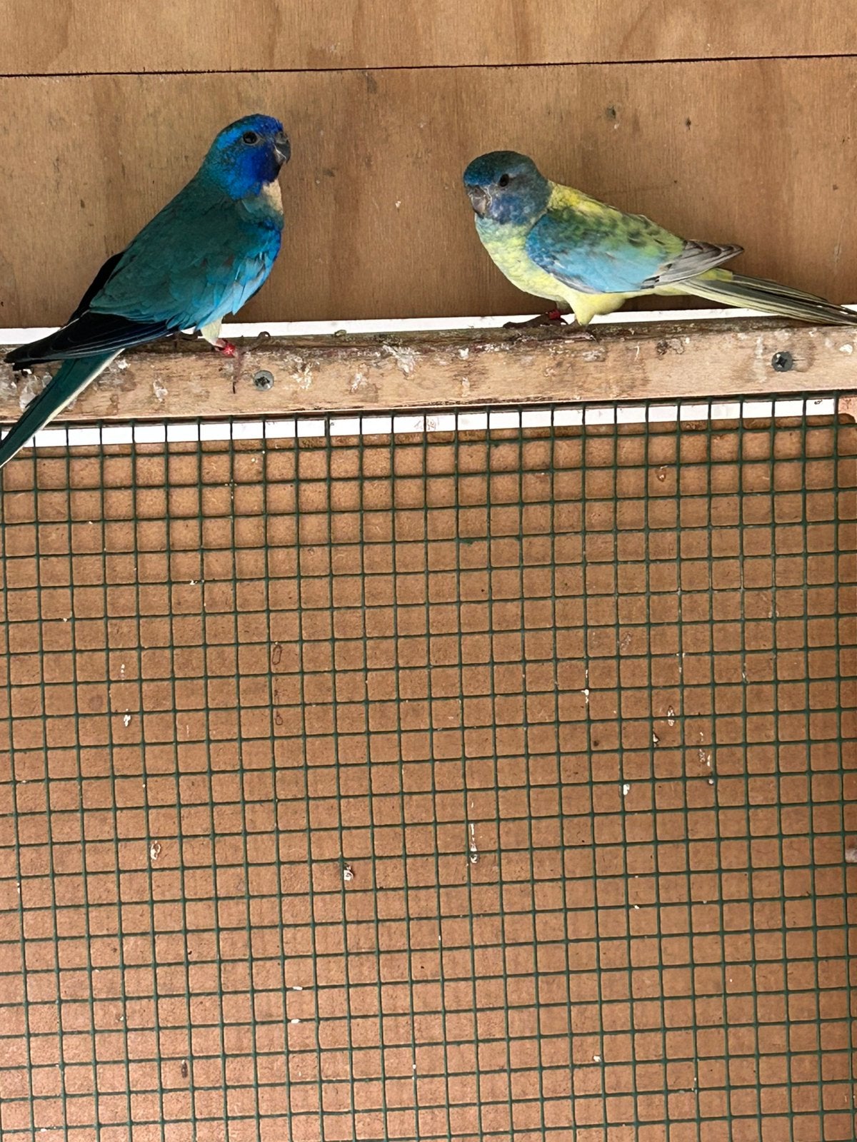 Koppel splendid parkieten, Meerdere dieren, Parkiet, Geringd