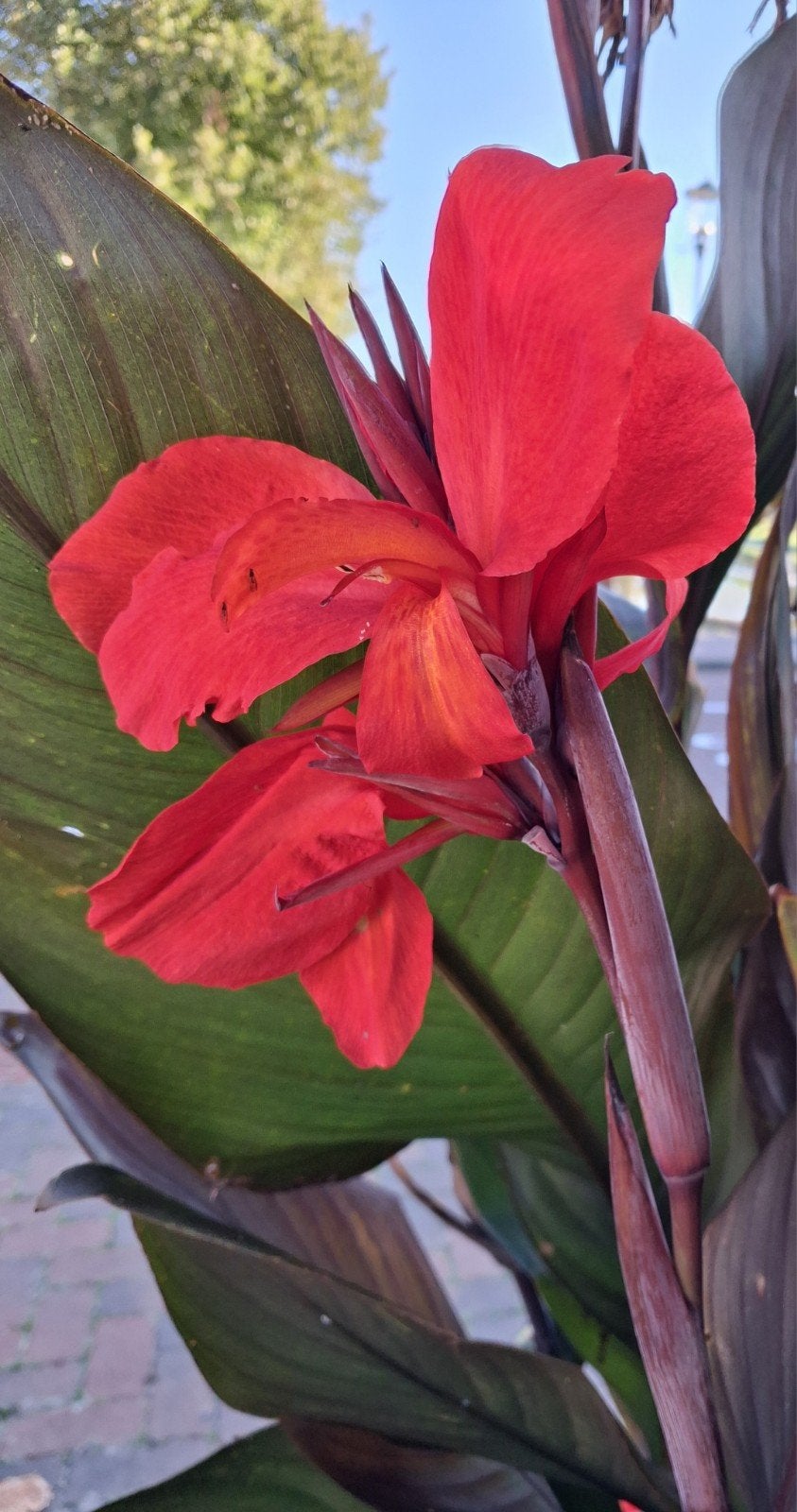 🌸 Canna  "Red Futurity" zaden 🌿, Ophalen, Voorjaar, Volle zon, Zaad