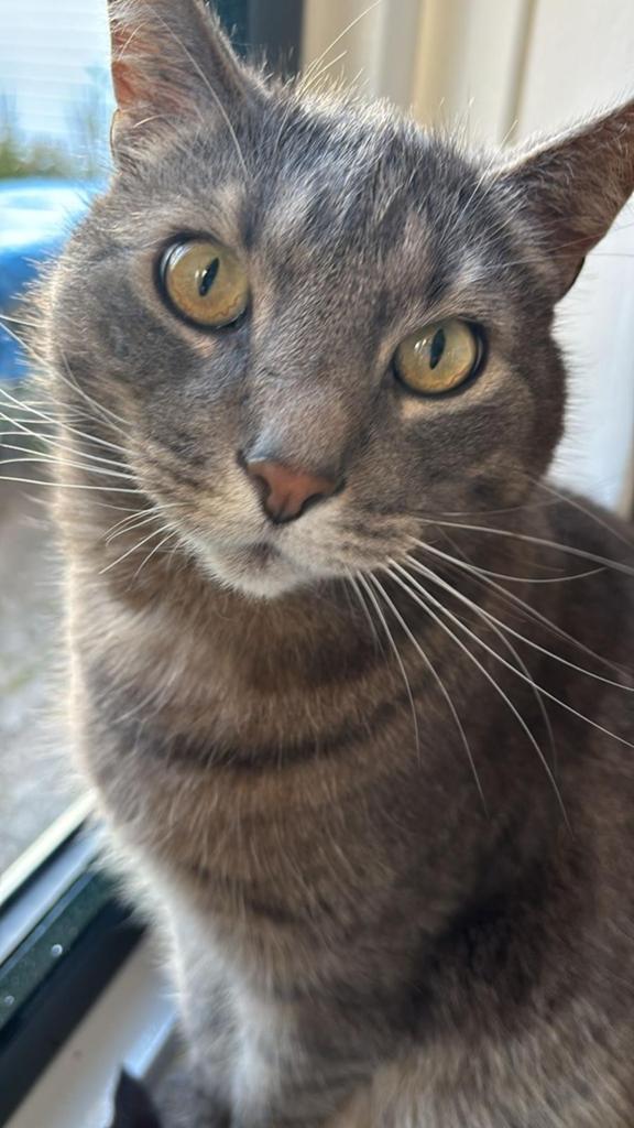 Gratis kat, Dieren en Toebehoren, Katten en Kittens | Overige Katten, Kater