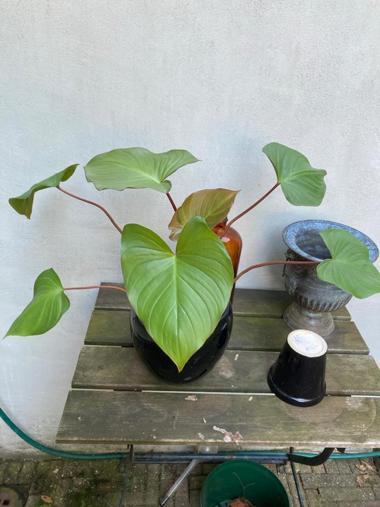 Kamerplant homalomena rubens  Maggy ), Huis en Inrichting, Ophalen, Halfschaduw, Minder dan 100 cm