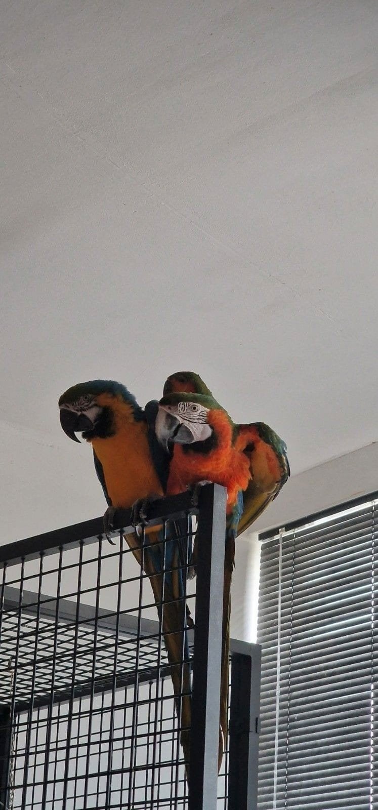 te koop 2 ara.s, Meerdere dieren, Papegaai, Pratend