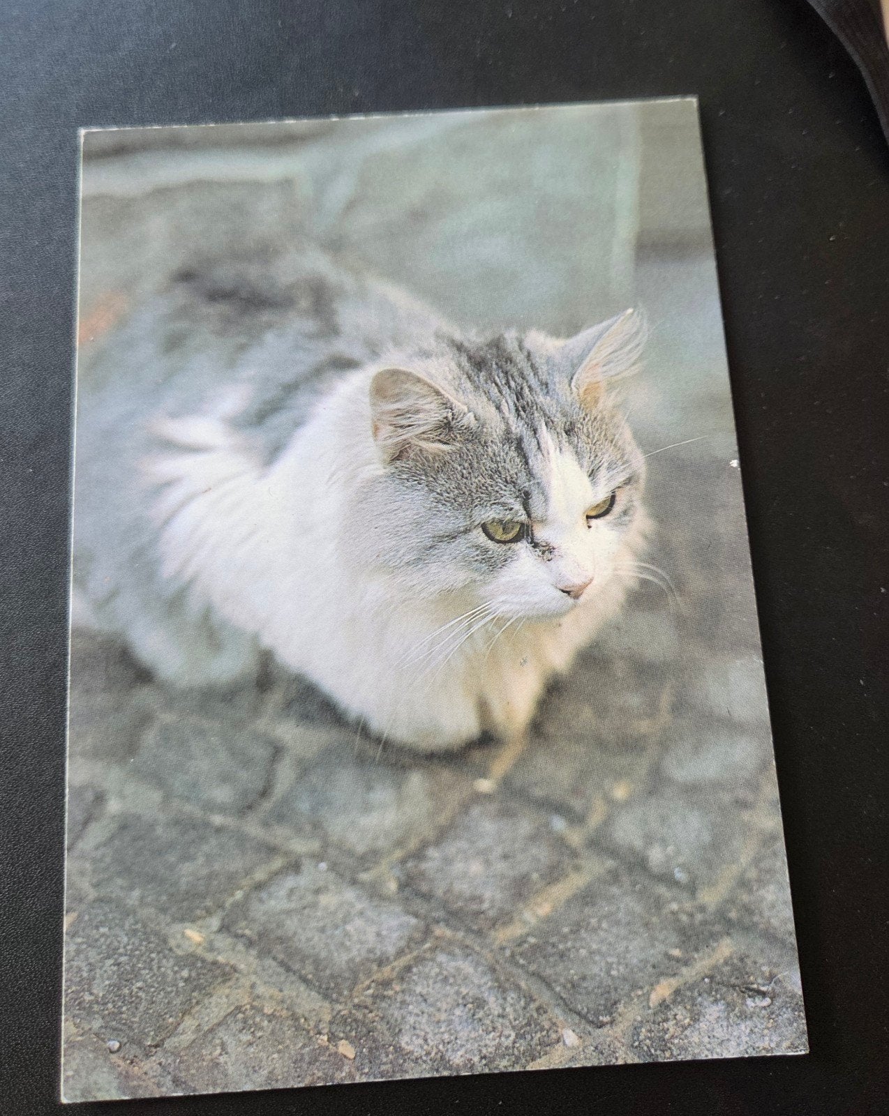 Vintage postkaart: Kat met groene ogen, Verzenden, 1960 tot 1980, Gelopen, Hond of Kat