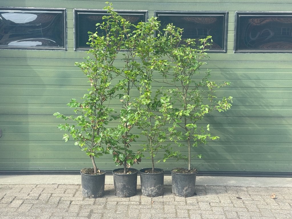Fagus sylvatica (Groene Beuk) - in potten 7,5 - 10 liter, Tuin en Terras, Planten | Struiken en Hagen, Struik, Beukenhaag, 100 tot 250 cm