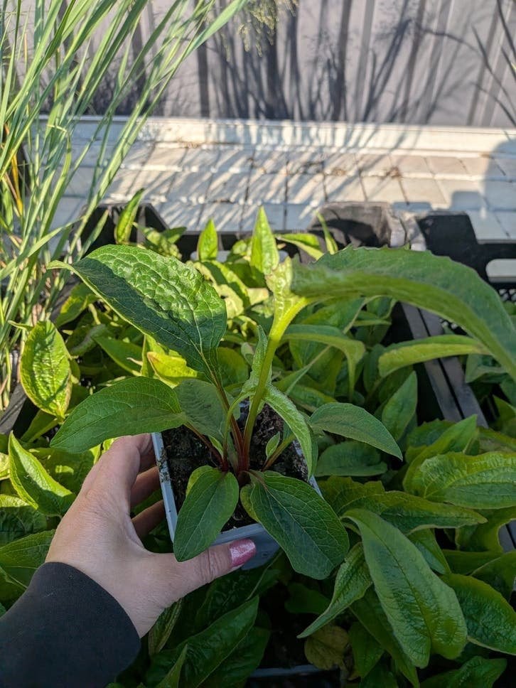 Prachtige Echinacea purpurea zonnehoed ? P9 pot, Ophalen, Overige soorten, Volle zon