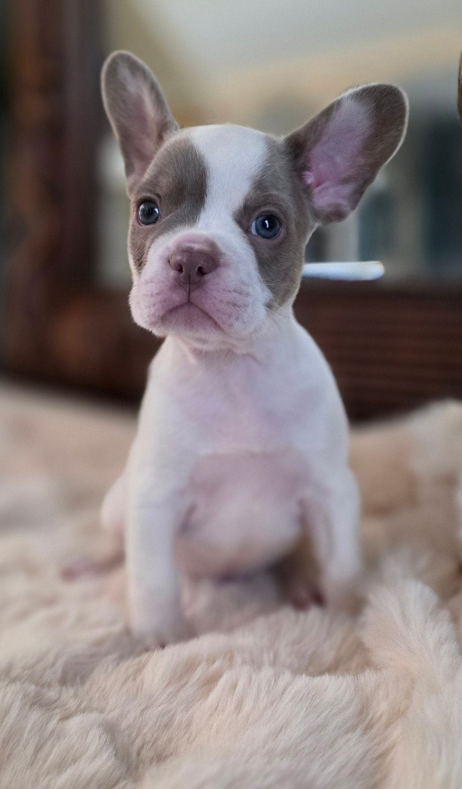 🥰 Prachtige raszuivere isabella kleur Franse Bulldog pups🥰, Dieren en Toebehoren, CDV (hondenziekte), 8 tot 15 weken, Bulldog