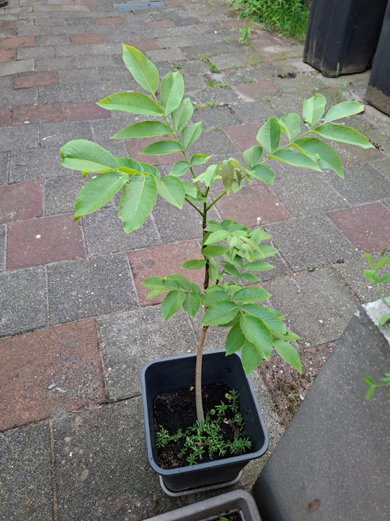 Walnoot boompje, Tuin en Terras, Planten | Fruitbomen, Ophalen, Minder dan 100 cm, Overige soorten, In pot