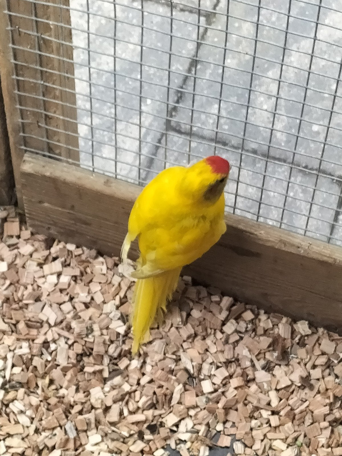 kakariki pop, Vrouwelijk, Parkiet, Geringd