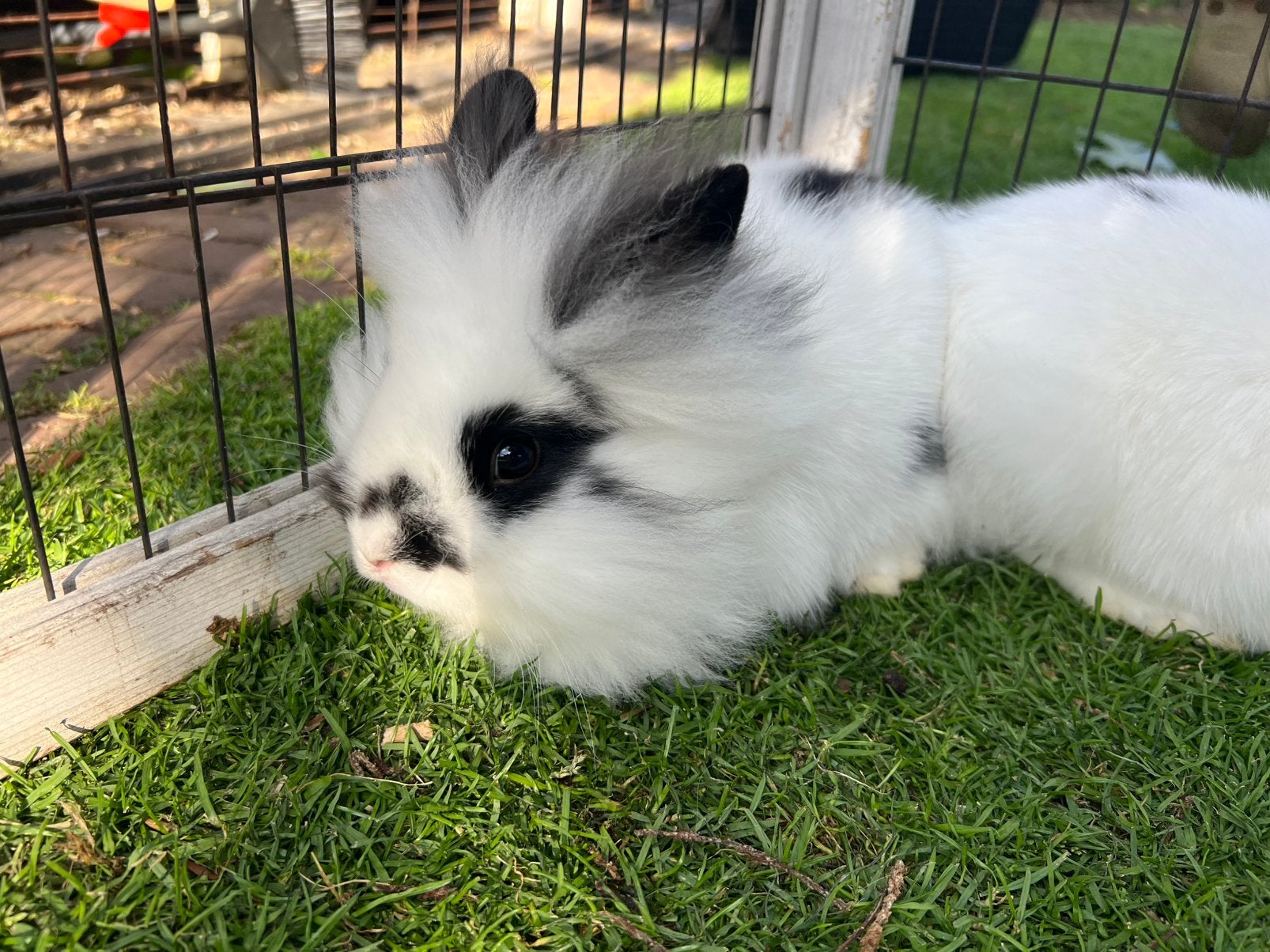 Teddy dwerg konijnen, Dieren en Toebehoren, Konijnen, Mannelijk, Dwerg