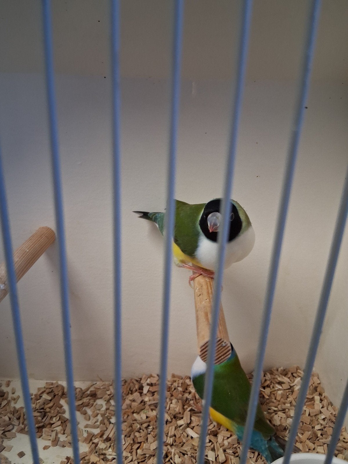 3 koppels mooie gould amadines, Dieren en Toebehoren, Meerdere dieren