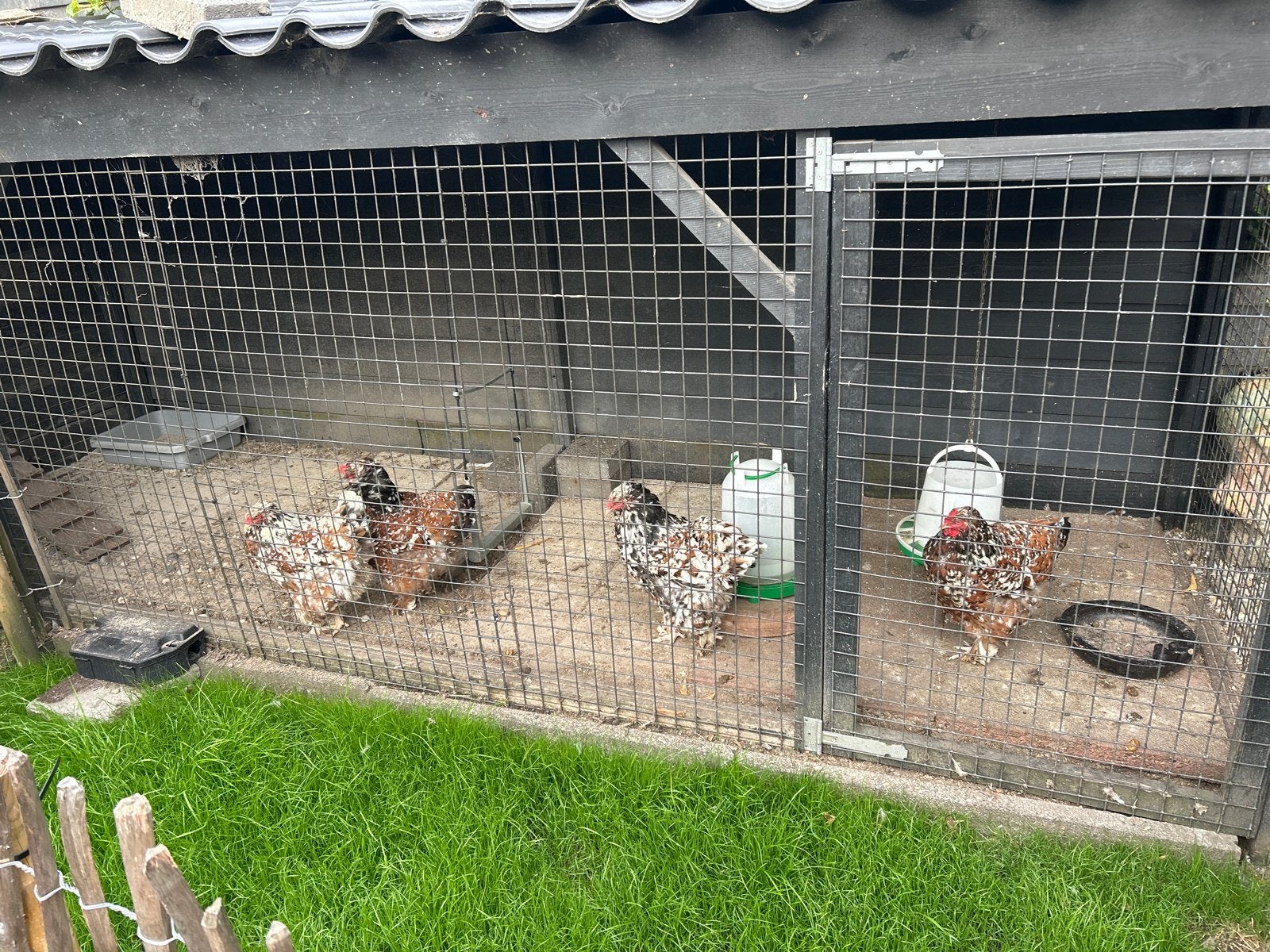 Te koop: 4 mooie Brahma hennen, Dieren en Toebehoren, Vrouwelijk, Kip