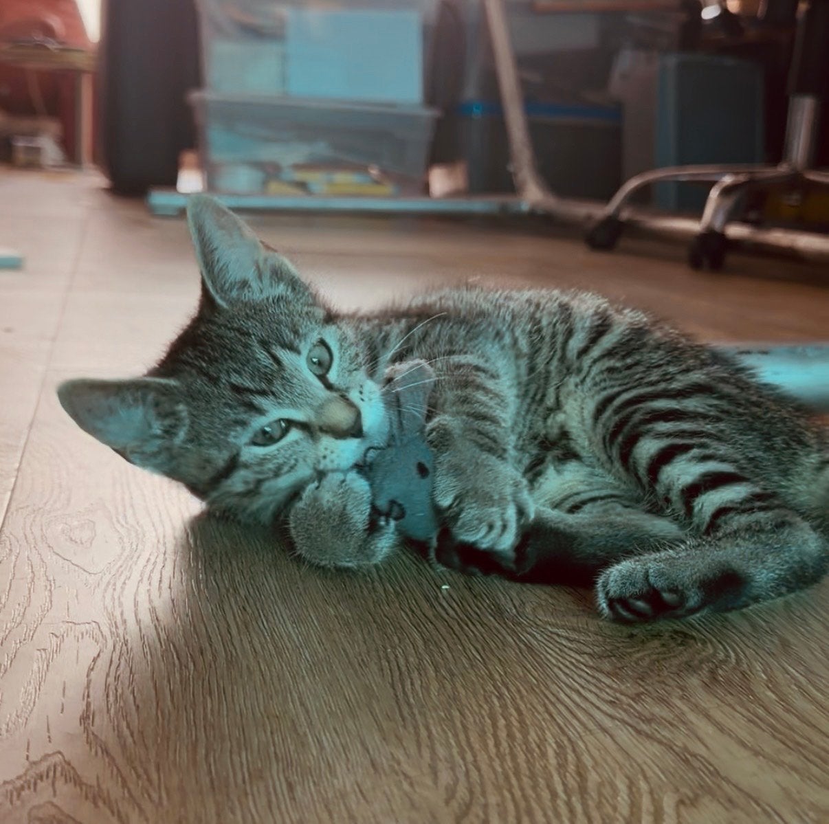 Een nieuwe kans voor een heel bijzonder poesje ️, Dieren en Toebehoren, Katten en Kittens | Overige Katten, Poes