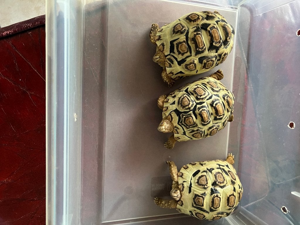 3 Panter schildpadden. NK 2024. Tortoise photo 2