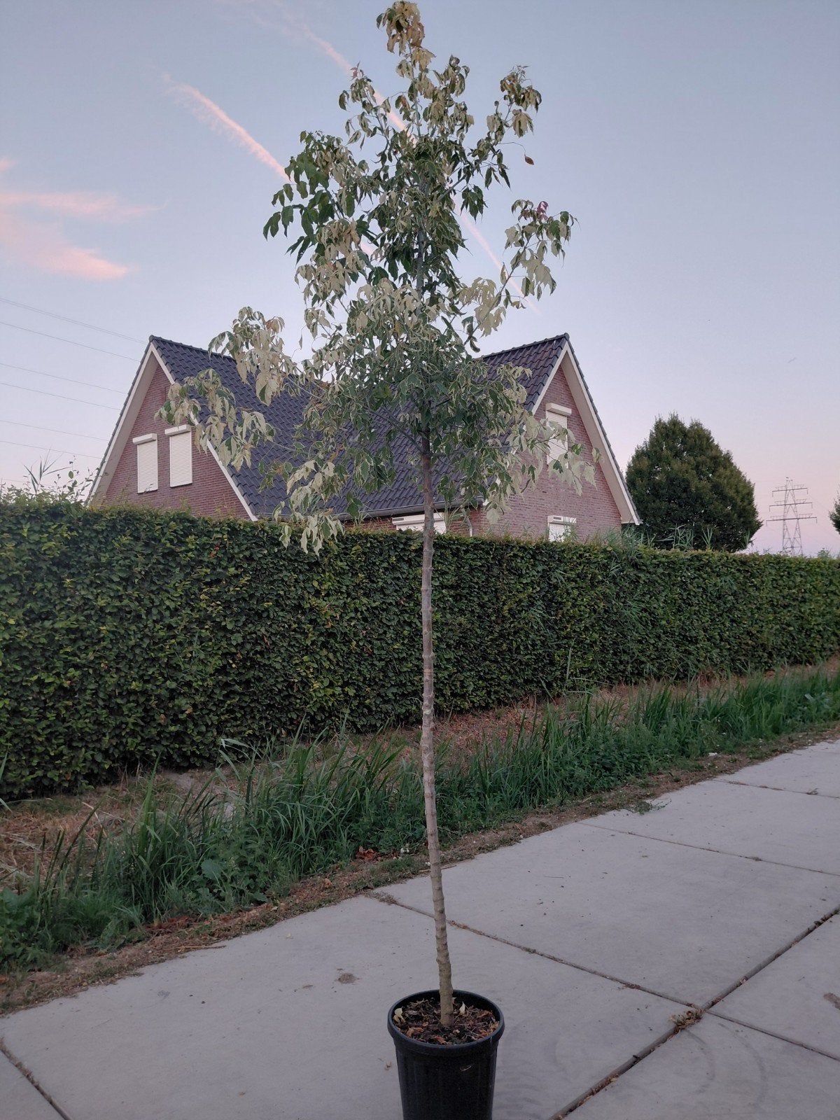acer negundo flamingo, Tuin en Terras, Bloeit niet, Overige soorten, 250 tot 400 cm, Ophalen