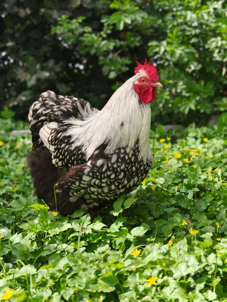 Orpington groot jonge haan !zilverzwart gezoomd, Dieren en Toebehoren, Mannelijk, Kip
