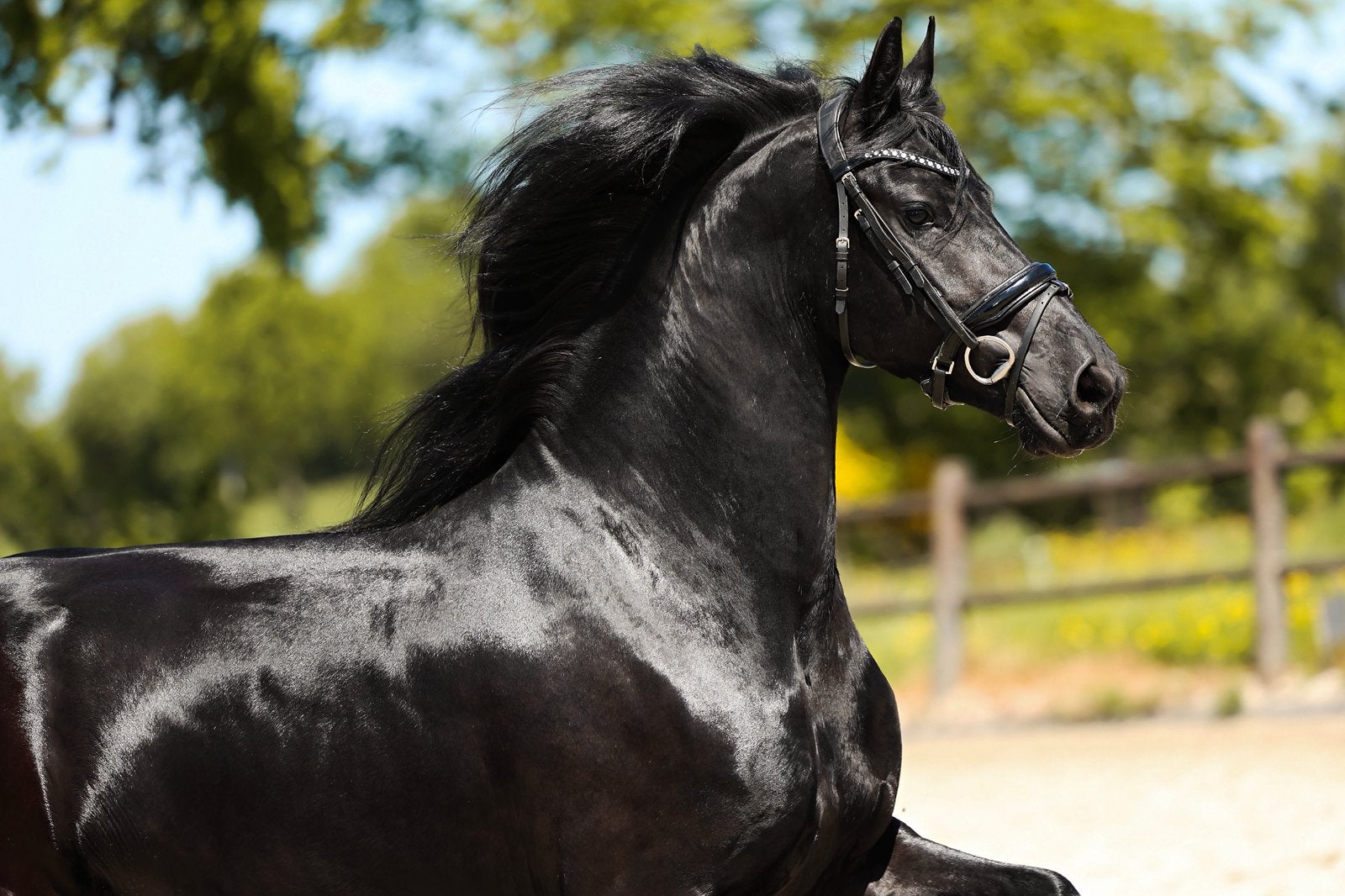 Super knappe en brave friese merrie, Dieren en Toebehoren, Paarden, Merrie, Met stamboom, Dressuurpaard, 3 tot 6 jaar