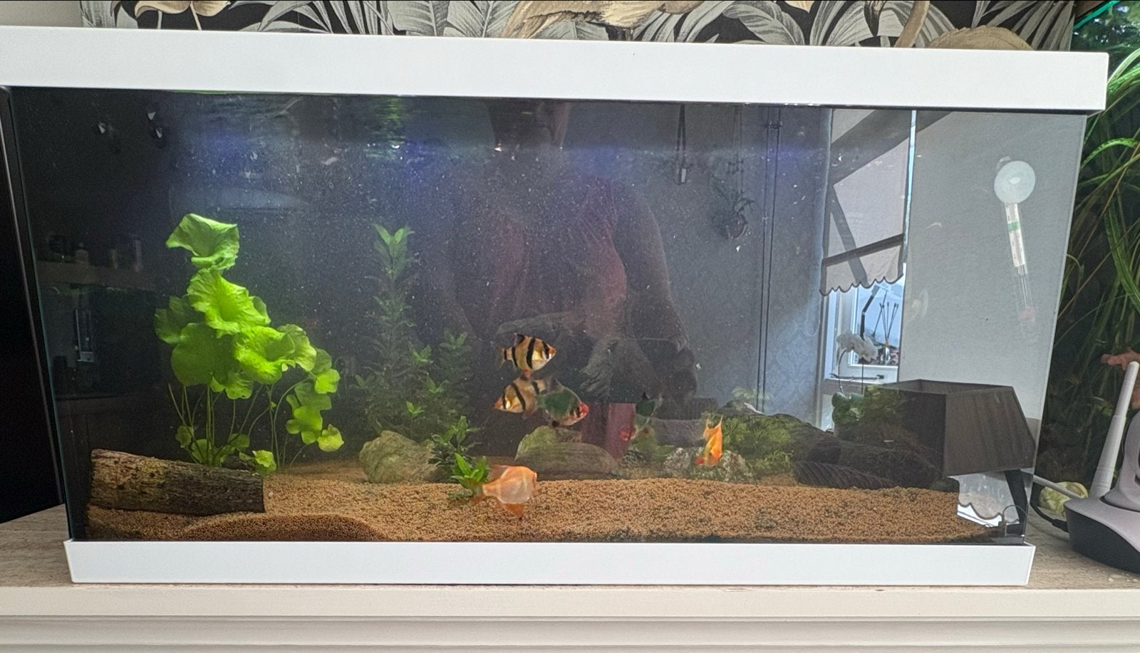 Eheim 54 Lee LEEG, Ophalen, Inclusief vissen, Eheim, Gevuld zoetwateraquarium