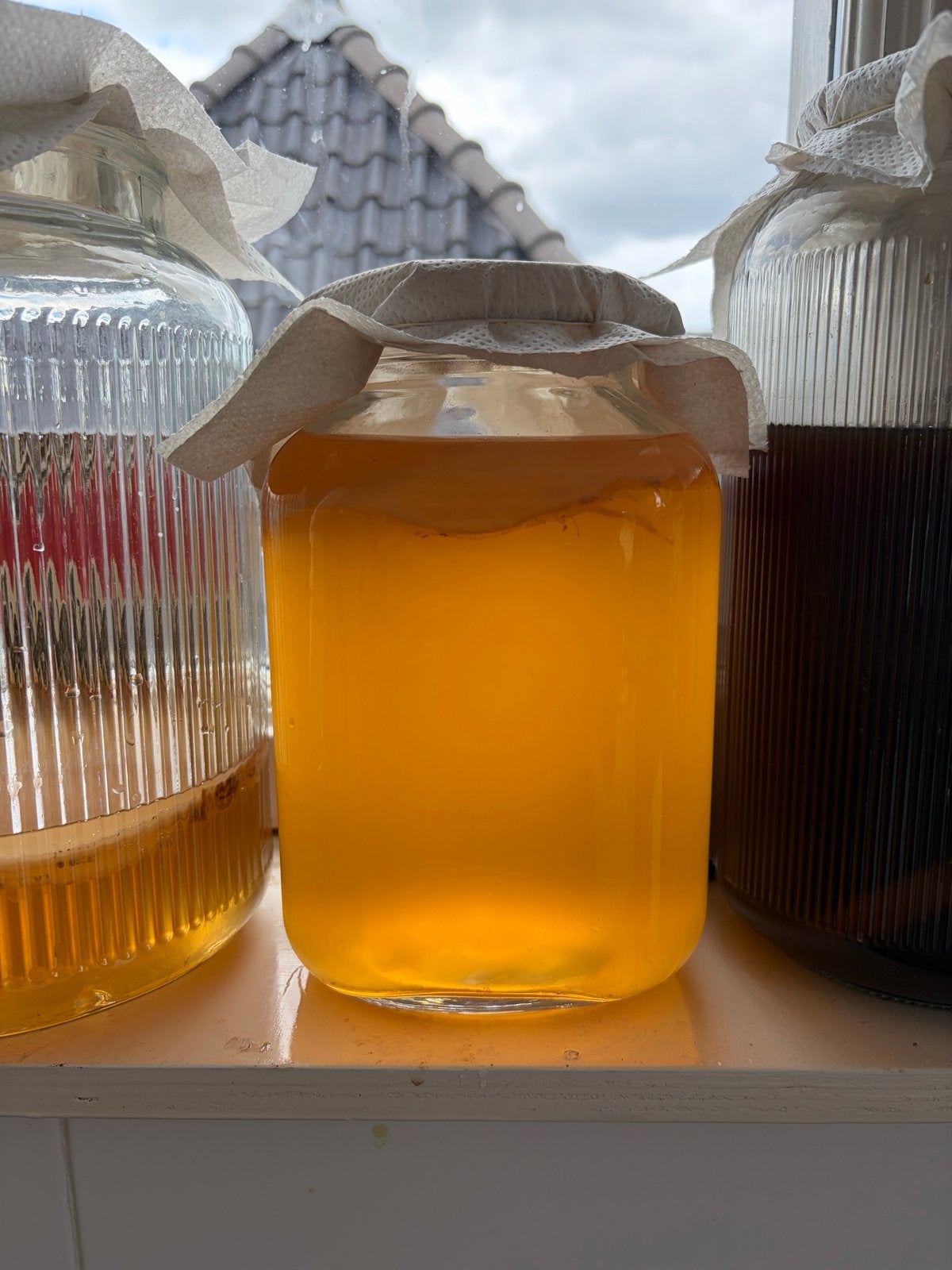 Healthy scoby for kombucha, Overige typen, Ophalen, Nieuw, Glas