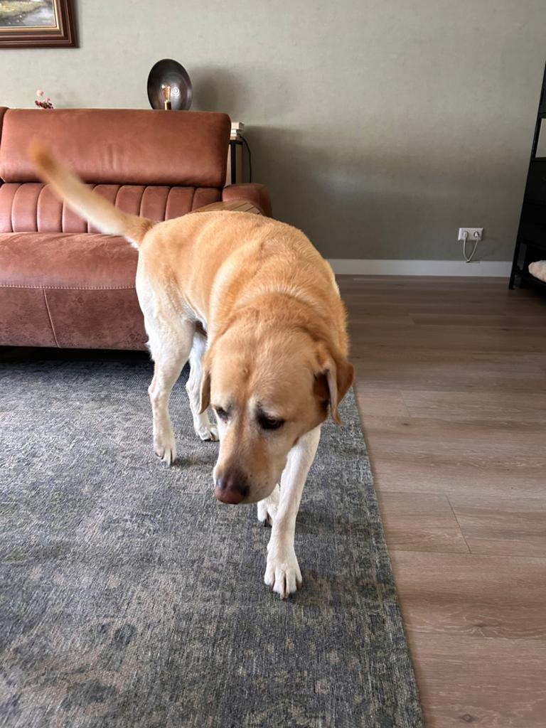 Goed tehuis gezocht labrador, 6 jaar of ouder, Rabiës (hondsdolheid), Reu, Eén hond