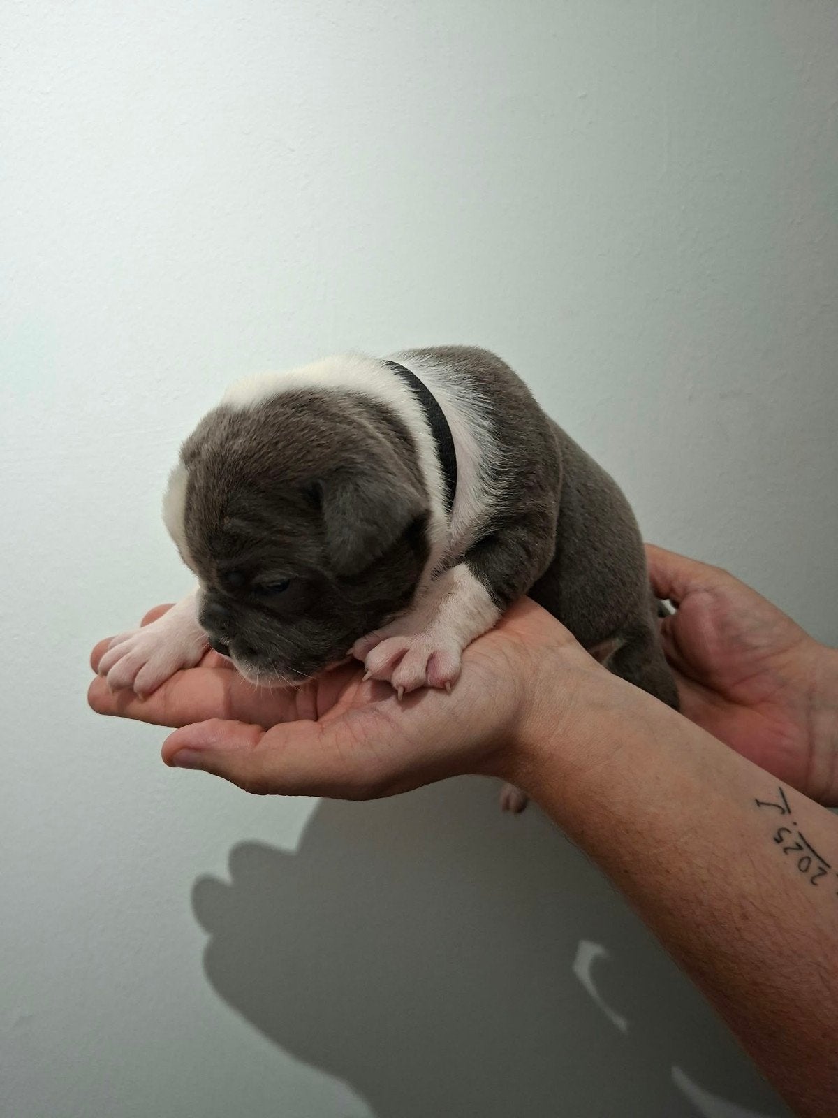 Amerikaanse Bulldog pups - Type Bully, Dieren en Toebehoren, Reu, 8 tot 15 weken, Bulldog, Meerdere