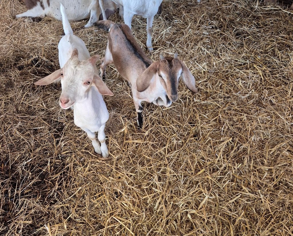 Geitje te koop., Dieren en Toebehoren, Meerdere dieren, Geit, 0 tot 2 jaar