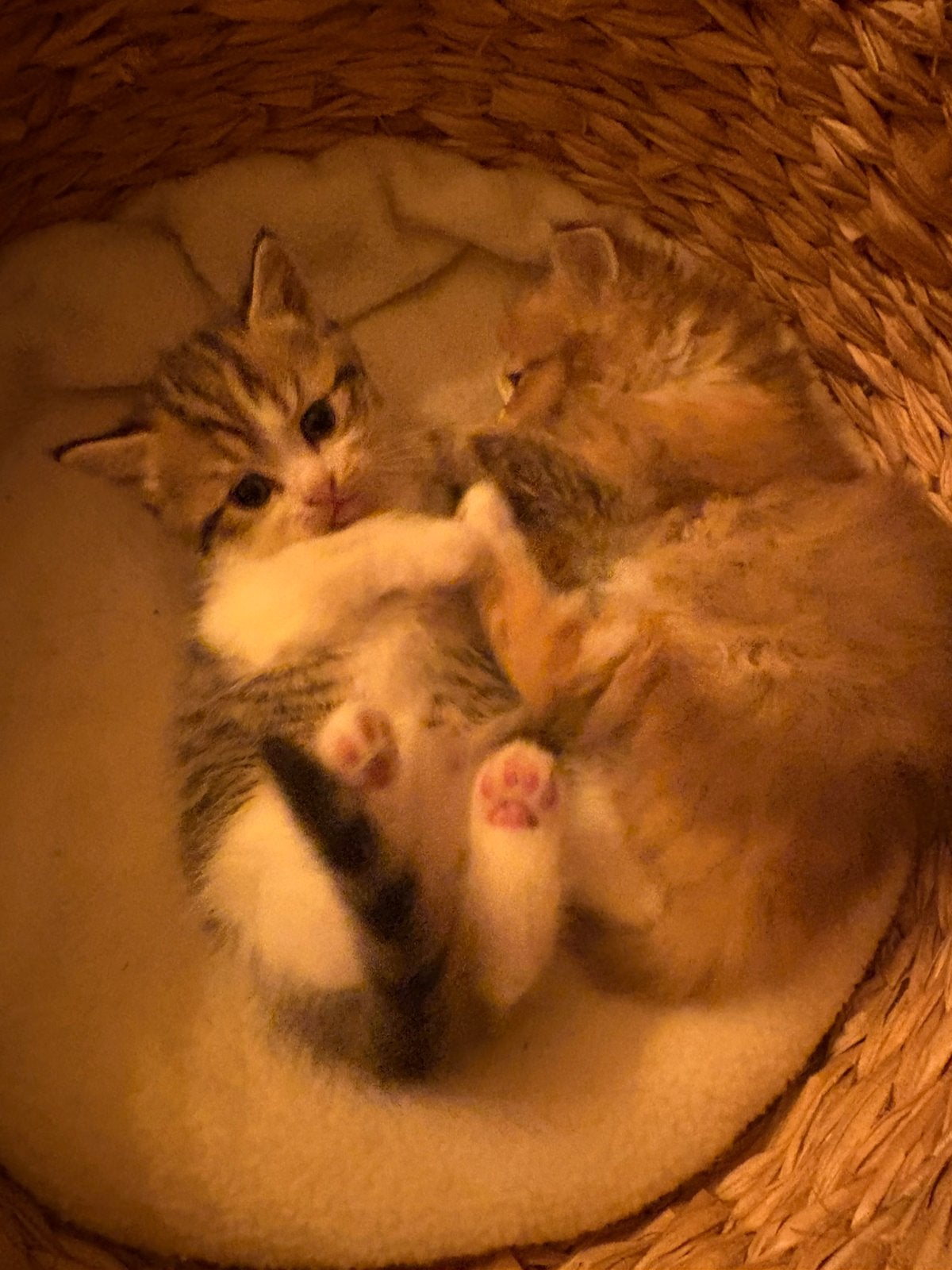 Prachtige Britse korthaar kittens, mogen het nest verlaten, Dieren en Toebehoren, Katten en Kittens | Raskatten | Korthaar, Poes