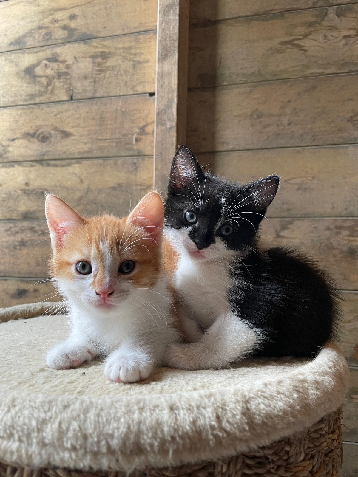 2 hele mooie lieve kittens 😻, Meerdere dieren