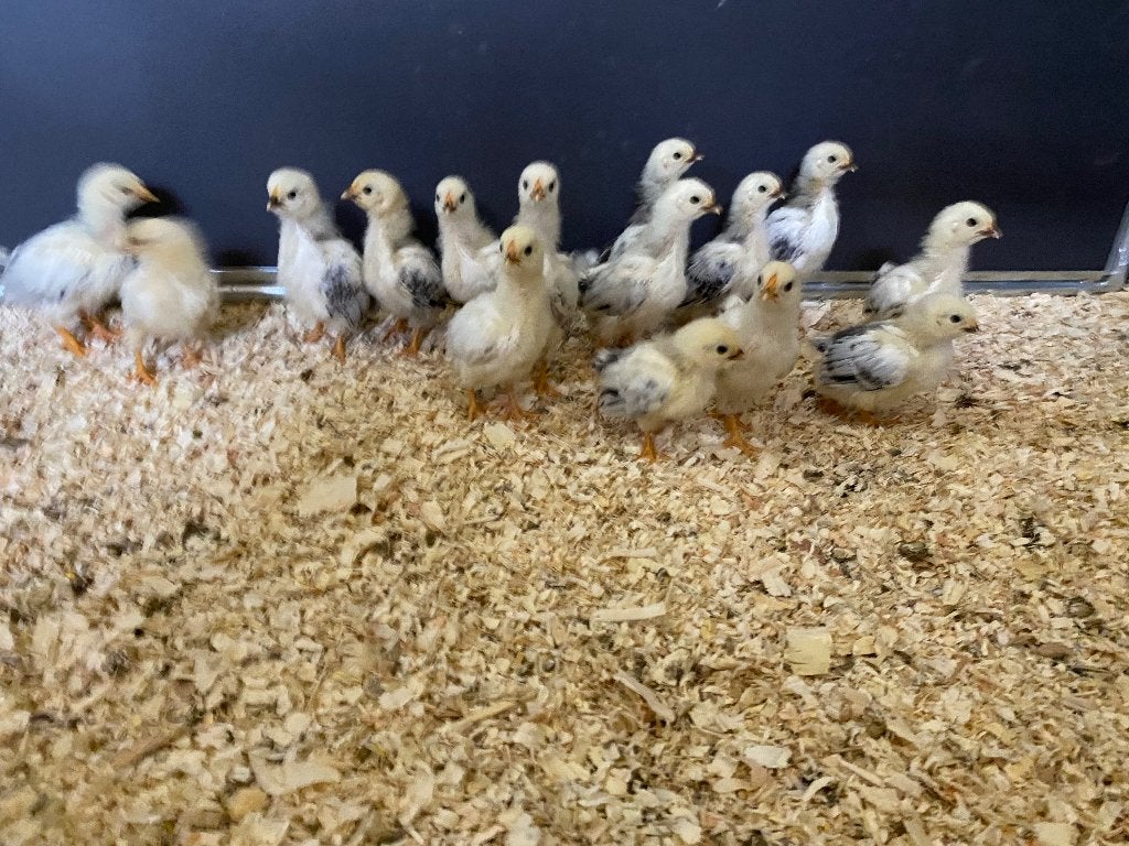 Kuikens wyandotte kriel, Dieren en Toebehoren, Geslacht onbekend, Kip