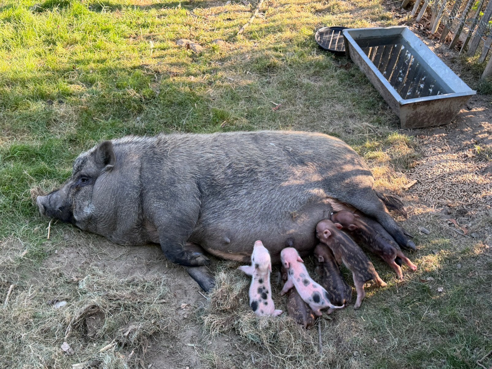 Hangbuikzwijntjes, Dieren en Toebehoren, Meerdere dieren, Varken, 0 tot 2 jaar
