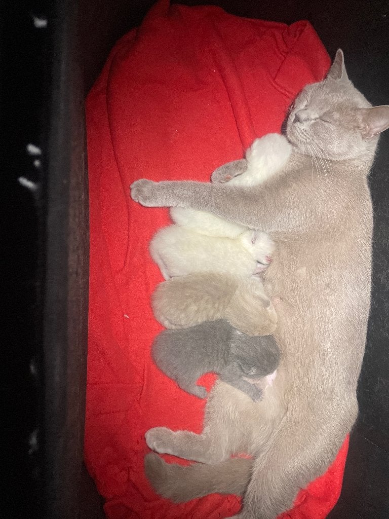 Britse korthaar kittens, Meerdere dieren, Ontwormd, 0 tot 2 jaar